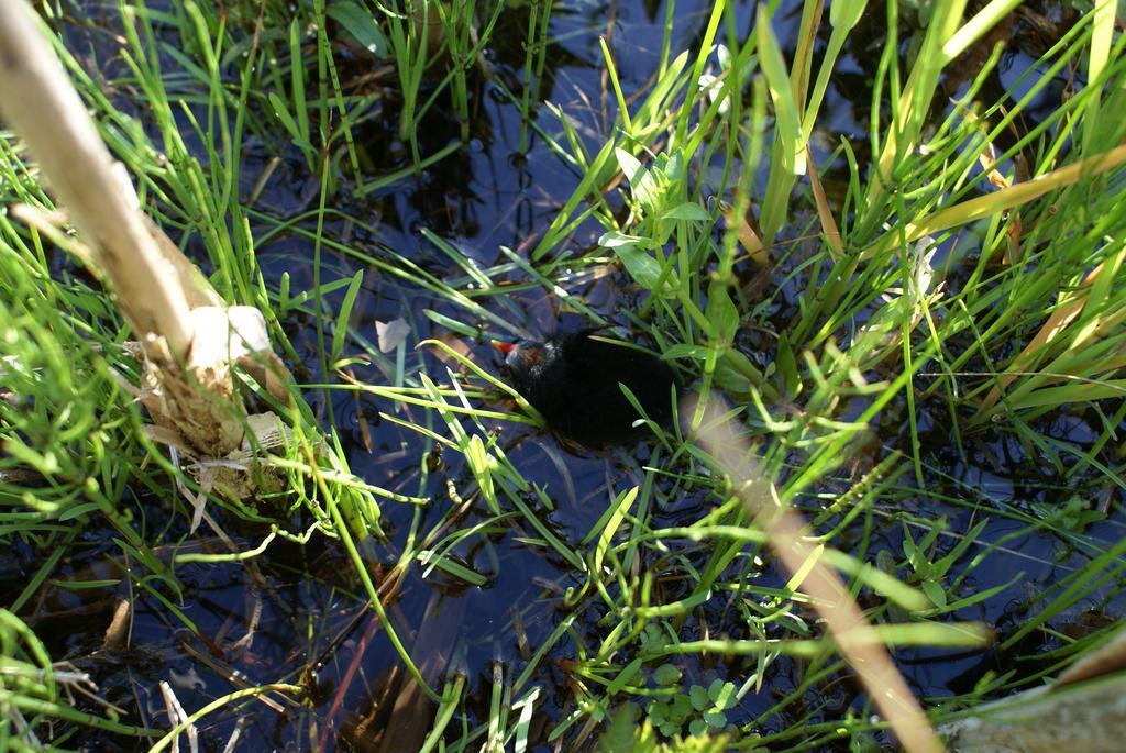 锡廷伯恩Watercress Barns公寓 外观 照片